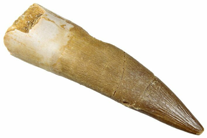 Fossil Plesiosaur (Zarafasaura) Tooth - Morocco #296356